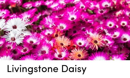 livingstone daisy